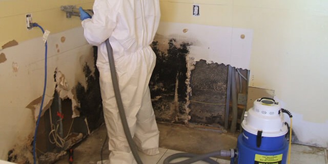 Proper Mold Remediation Methods